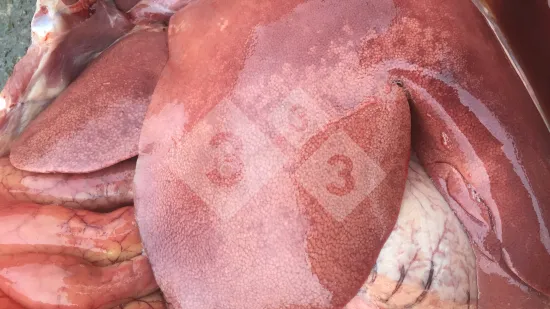 Semaine du 24-Sep-2025