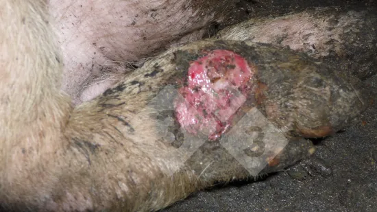 Semaine du 05-Nov-2025