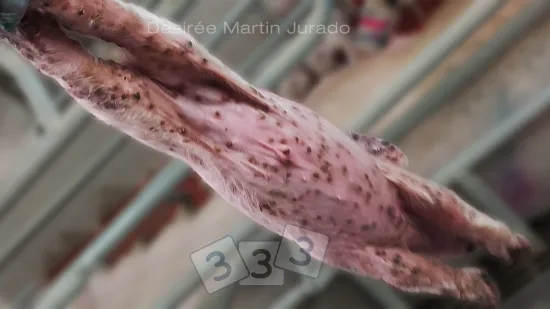 Semana del 21-nov-2025