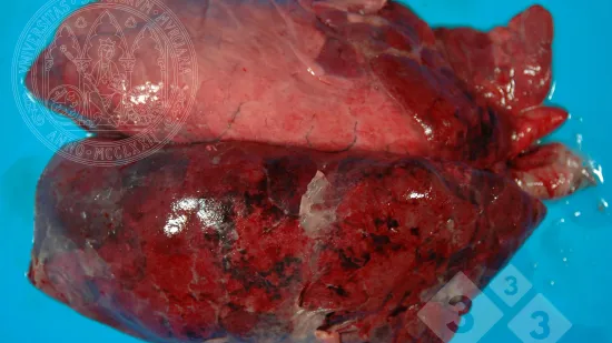 Semana del 24-oct-2025