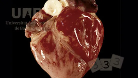 Semana del 05-dic-2025
