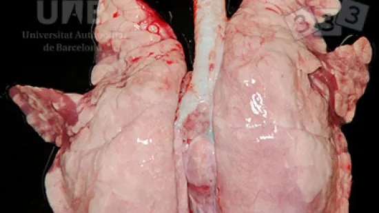 Semana del 28-nov-2025