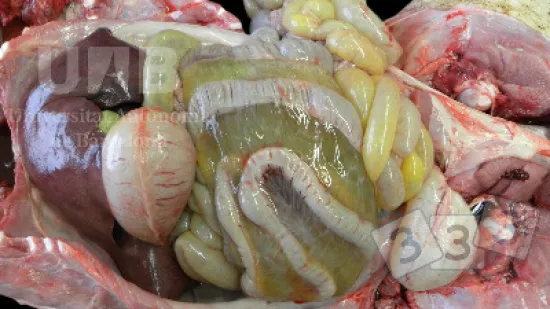 Semana del 31-oct-2025