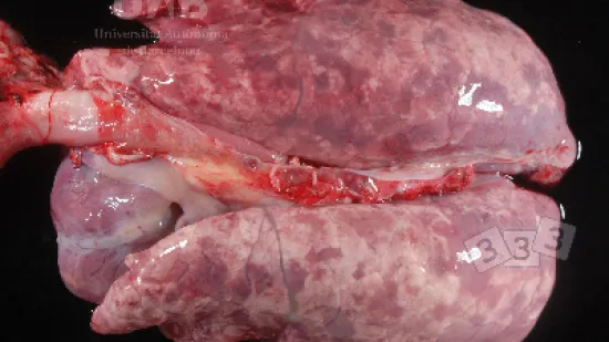 Semana del 17-oct-2025