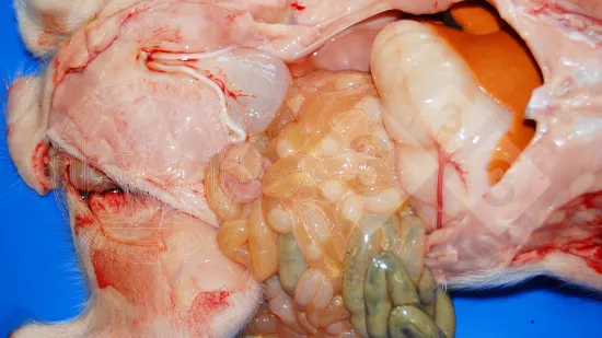 Woche vom 15-Okt-2025