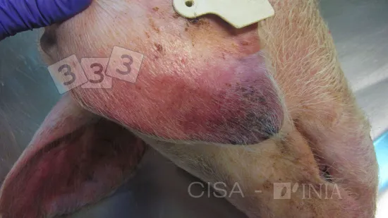 Woche vom 27-Aug-2025