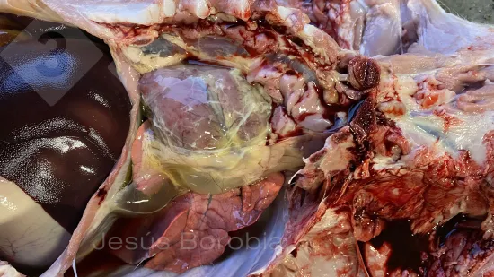 Woche vom 12-Nov-2025