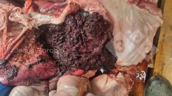 Woche vom 08-Okt-2025