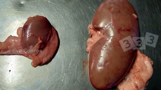 Semana del 14-nov-2025