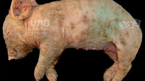 Semana del 18-oct-2025