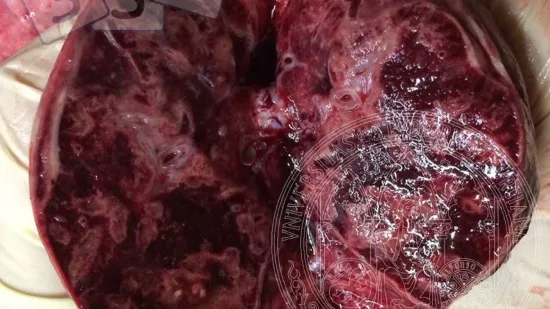 Semana del 03-oct-2025