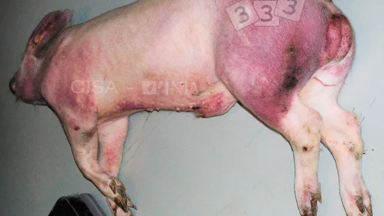 Semana del 10-oct-2025