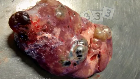 Semana del 21-nov-2025