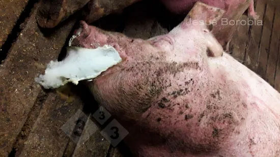 Tuần của 15-Th8-2025