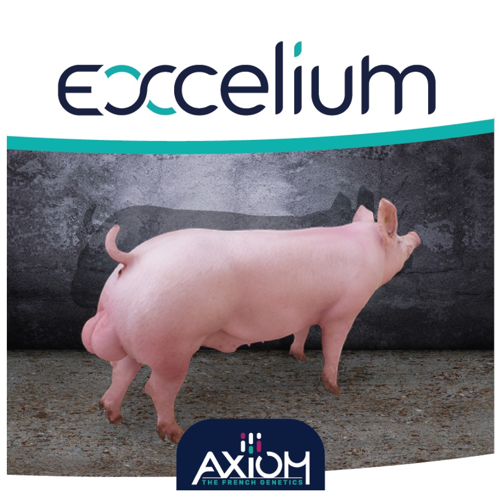Eccelium