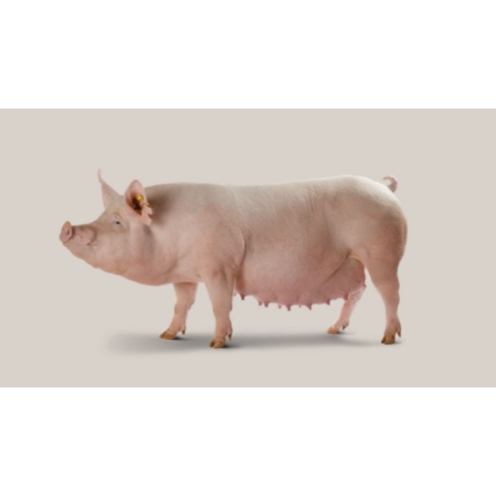 Cerda Yorkshire DanBred