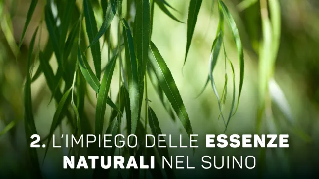 L’impiego delle essenze naturali nel suino🐽 