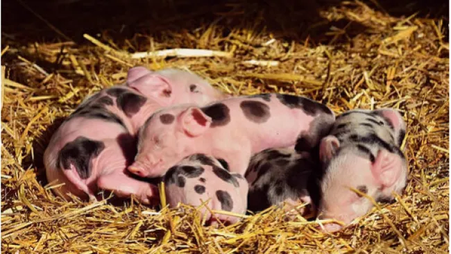 Il successo di un allevamento dipende dal parto.🐷