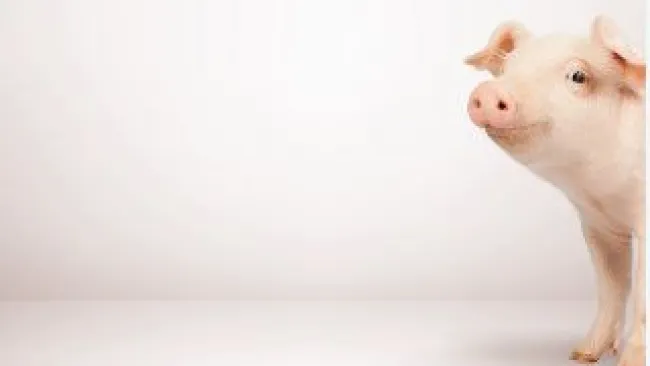 La diarrea neonatale nei suinetti è una delle principali cause di mal...