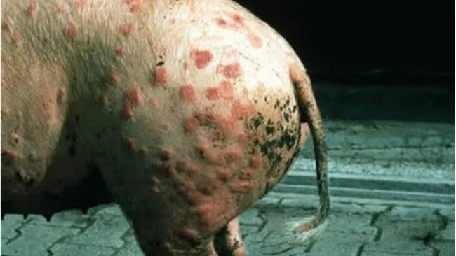 Il Mal rossino suino è una malattia zoonotica in cui la maggior parte...