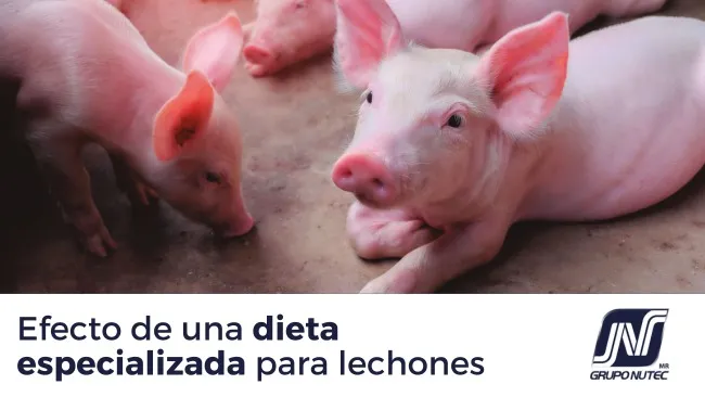 Efecto de una dieta especializada para lechones y el espacio disponible de corral sobre el comportamiento productivo del cerdo