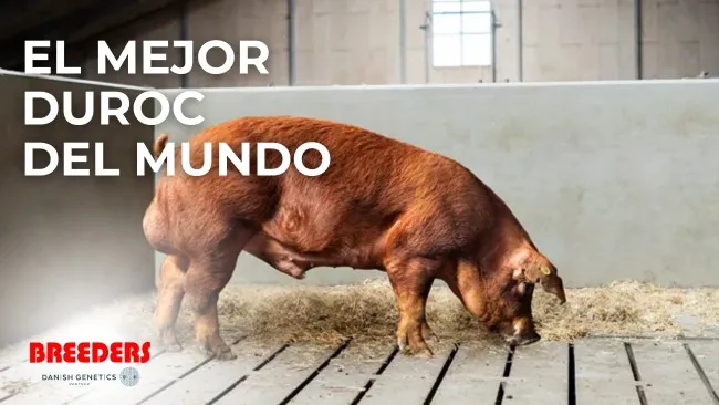 EL MEJOR DUROC DEL MUNDO