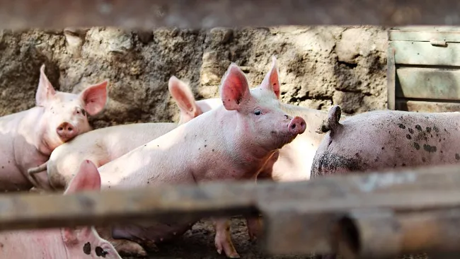 Systèmes d'alimentation innovants en élevage de porcs
