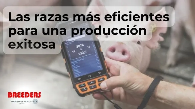 Las razas más eficientes para una producción exitosa