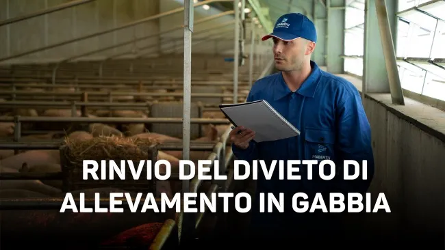Benessere in allevamento: Antystress di Maberth la soluzione contro stress ed eventi critici