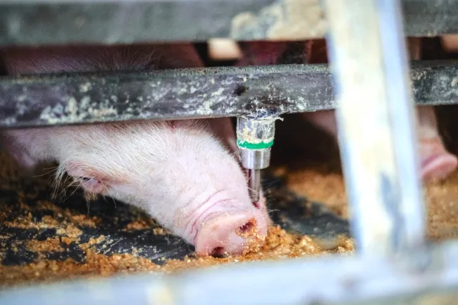 Our original wet/dry feeder technology lets pigs mix their own slurry ...