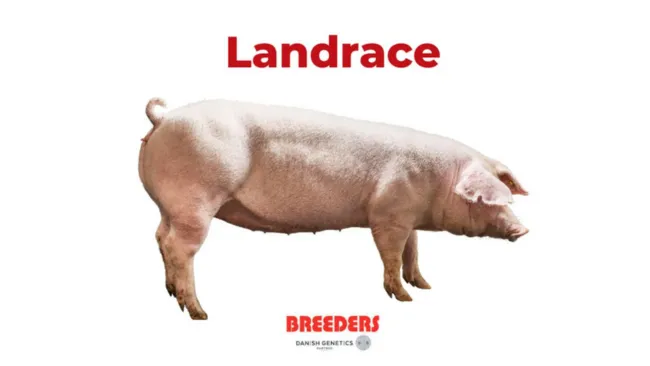 🐽 Landrace 🐽