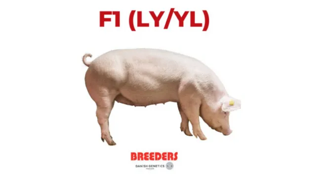 F1 (LY/YL)