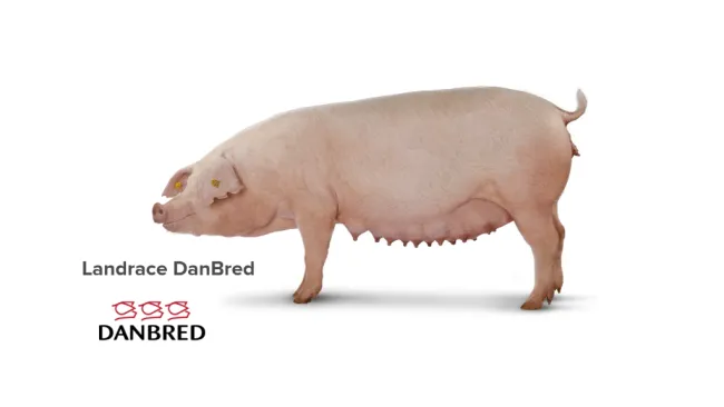 🐽 DanBred Landrace has a high fertility and good mothering abilitie...