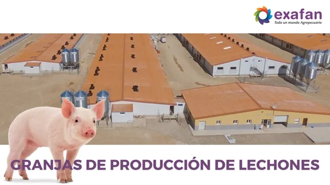 La Importancia de las granjas de producción de lechones en la industria porcina