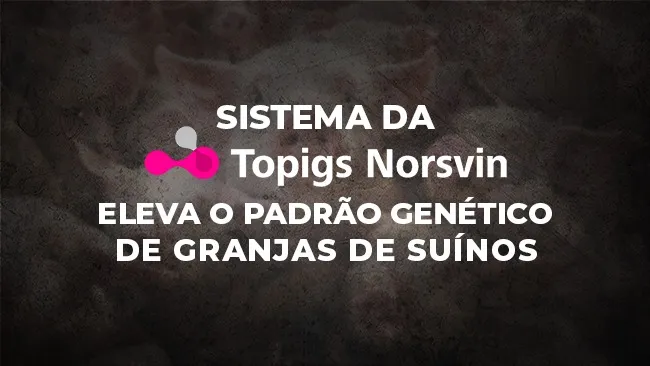 InGene: sistema de produção em núcleo fechado pioneiro da Topigs Norsvin