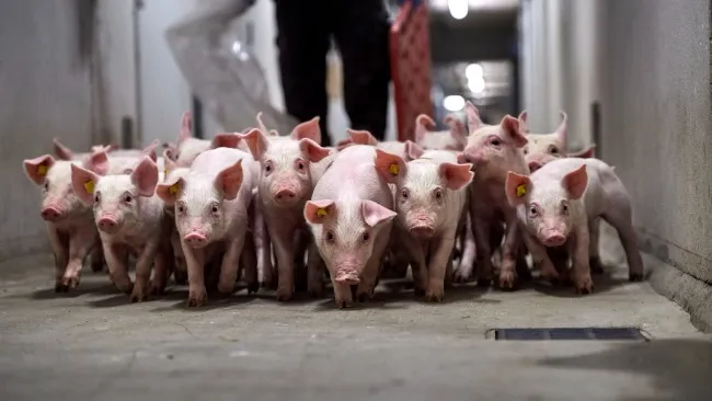 Year after year, the results prove that DanBred pigs are superior
