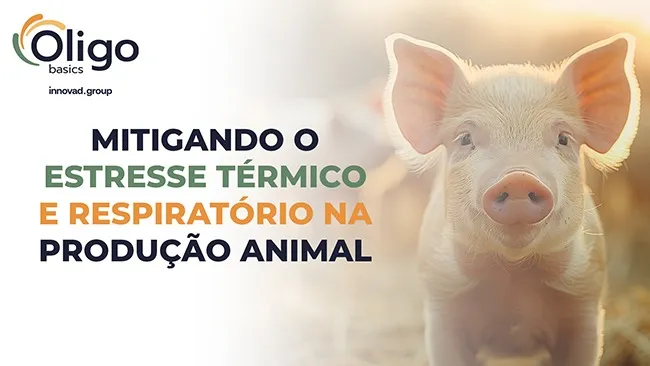 Solução para promover o bem-estar e potencializar o desempenho dos suínos