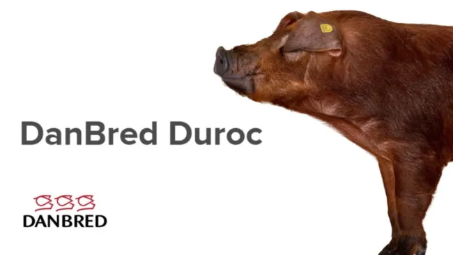 🐽 Expect larger, healthier litters and stronger weaners. Faster gro...