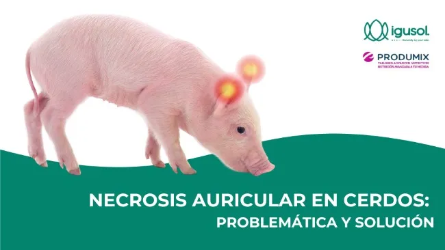 NECROSIS AURICULAR EN CERDOS: PROBLEMÁTICA Y SOLUCIÓN