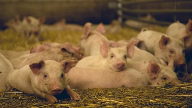 Un video scribing sul benessere dei suini e la biosicurezza, 10 video ...