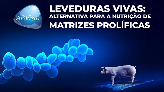 Benefícios do uso de leveduras vivas na suinocultura