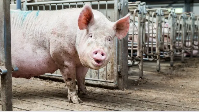 Danish Genetics mejora el bienestar de las cerdas con cámaras y IA 