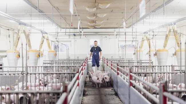 Hypor y Danish Genetics se fusionan para formar una alianza estratégica