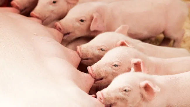 La Fusión de Hypor y Danish Genetics se cierra oficialmente