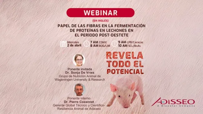 Webinar global Adisseo: Impacto de la fibra en la producción porcina