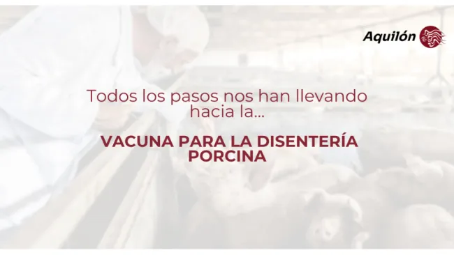 ¿Sabías que entre 2000 y 2012, el grupo de investigación de Brachys...