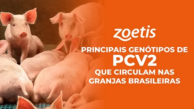 Descubra os genótipos de PCV2 que circulam na fase de creche e terminação nos rebanhos brasileiros