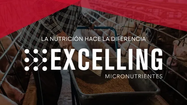 Excelling: innovación en nutrición y salud porcina para una producción más eficiente
