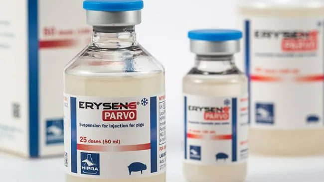 ERYSENG® PARVO, a new reproductive vaccine for sows launched by HIPRA in Canada
