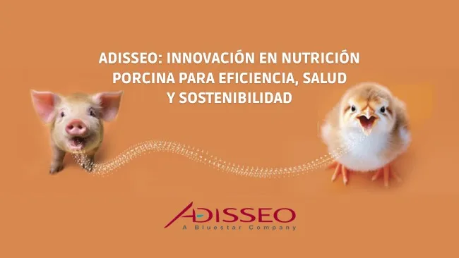 Reducción del contenido de proteína cruda en dietas para cerdos: grandes beneficios conllevan grandes responsabilidades
